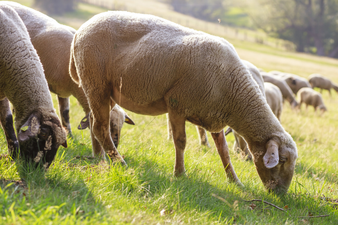 A large flock of sheep is driven from the pastures into the stables