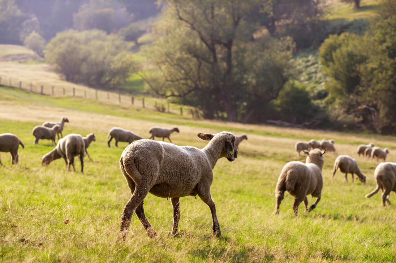 A large flock of sheep is driven from the pastures into the stables