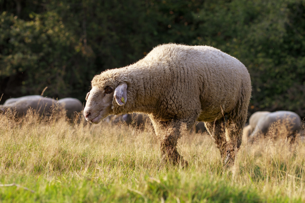 A large flock of sheep is driven from the pastures into the stables