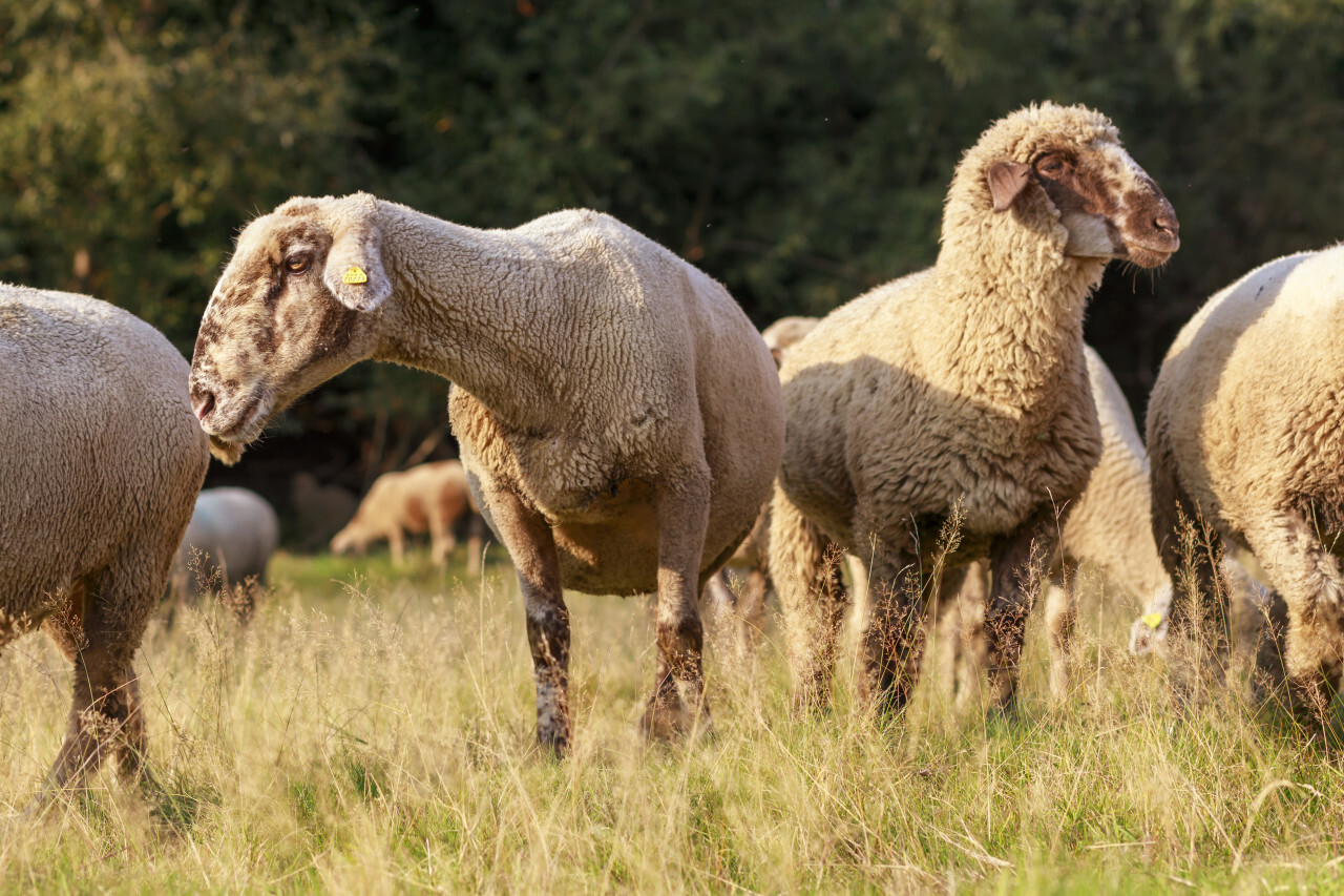 A large flock of sheep is driven from the pastures into the stables