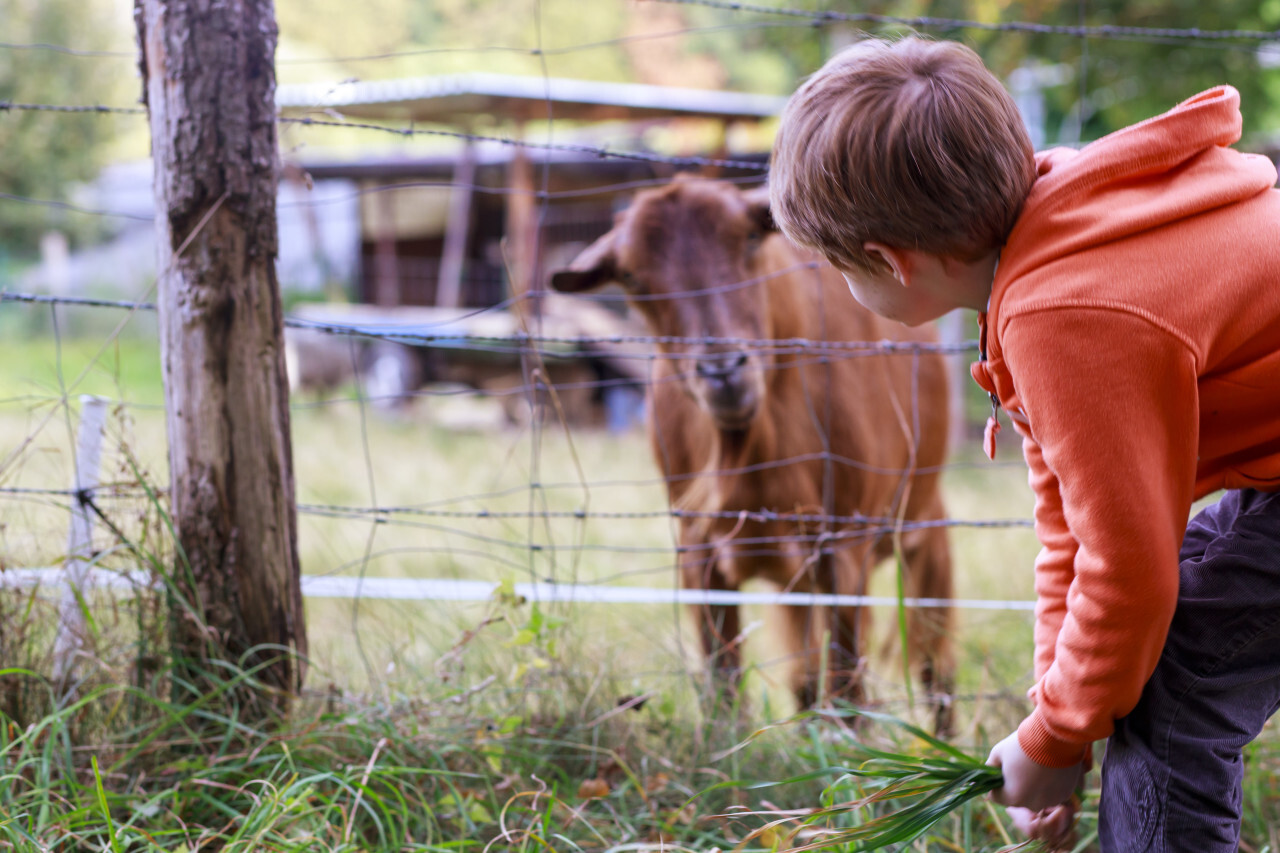 A young boy is feeding a goat with grass