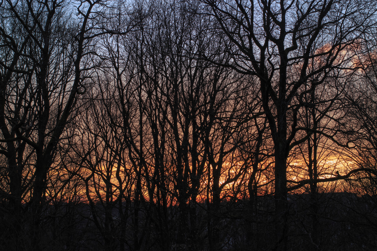 Magical sunrise with tree silhouettes