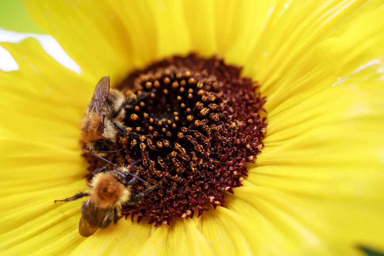 Bees on sunflower. Close-up view