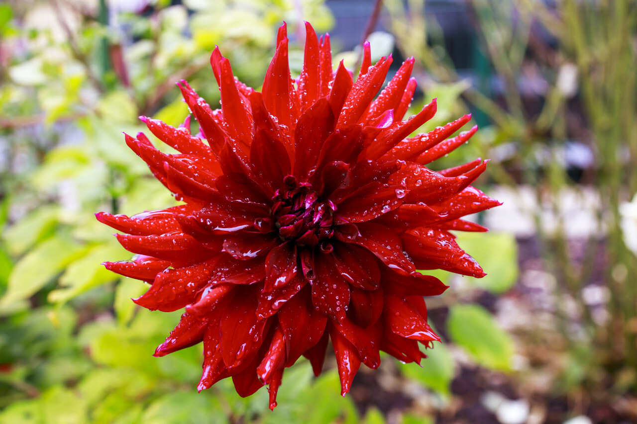 Colorful red dahlia flower