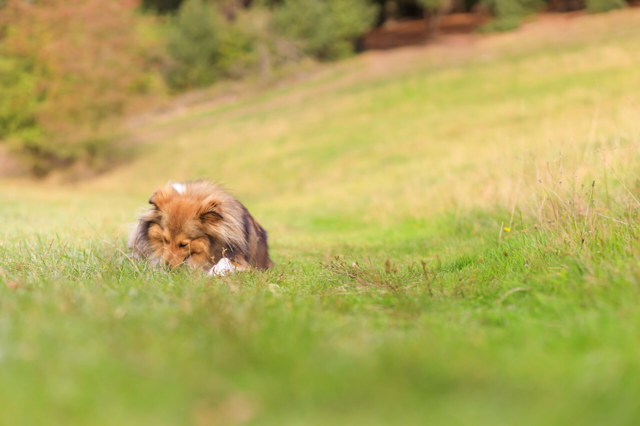 Shetland Sheepdog on a meadow