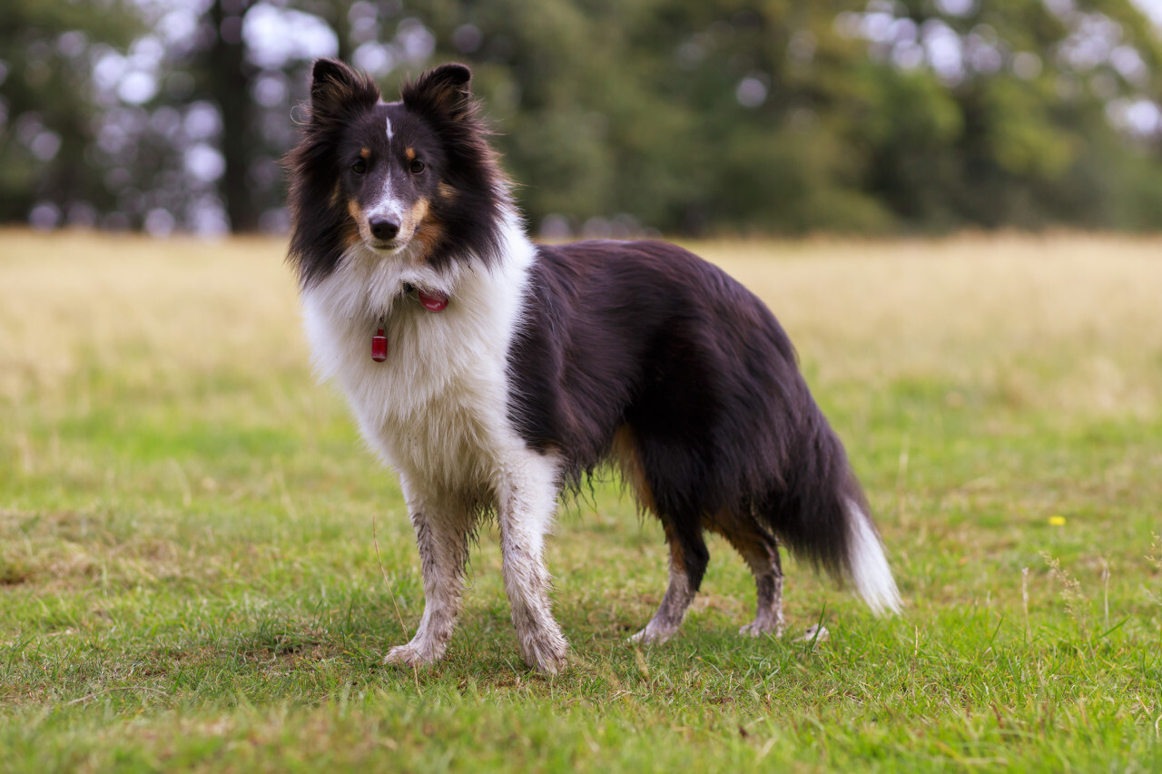 Cute Sheepdog on a meadow