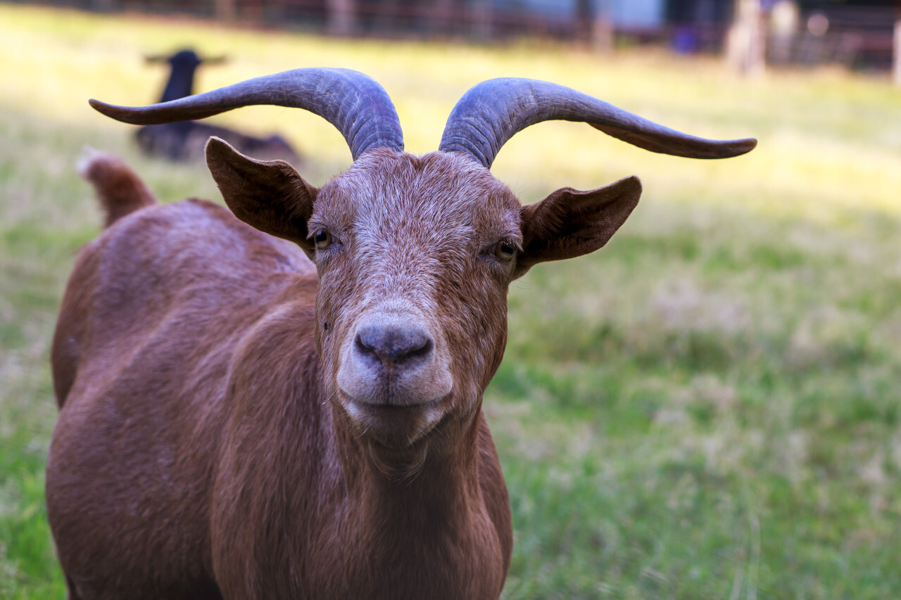 a brown goat on the meadow