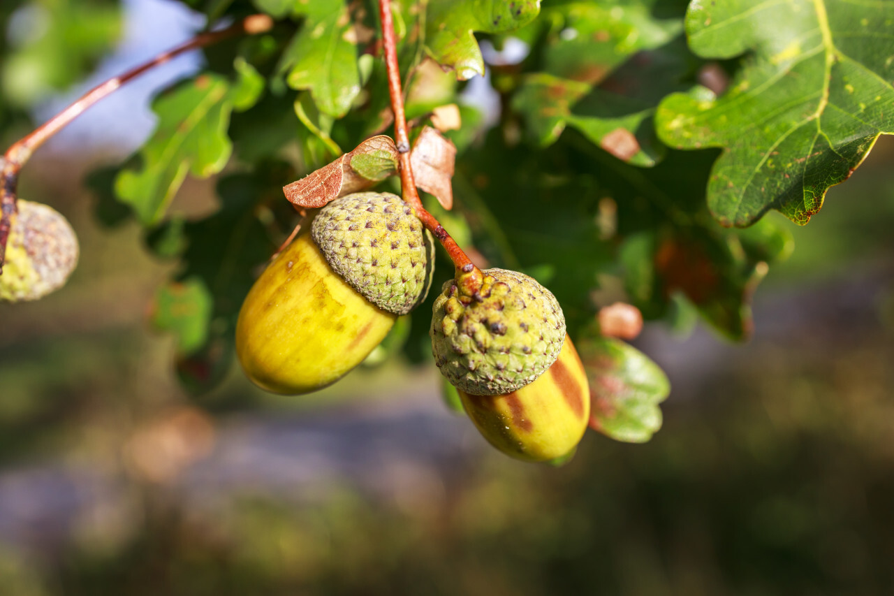 Acorns on an oak in autumn