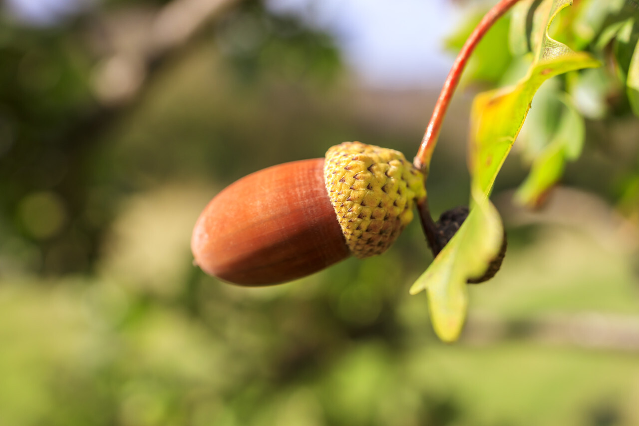 Acorns on an oak in autumn