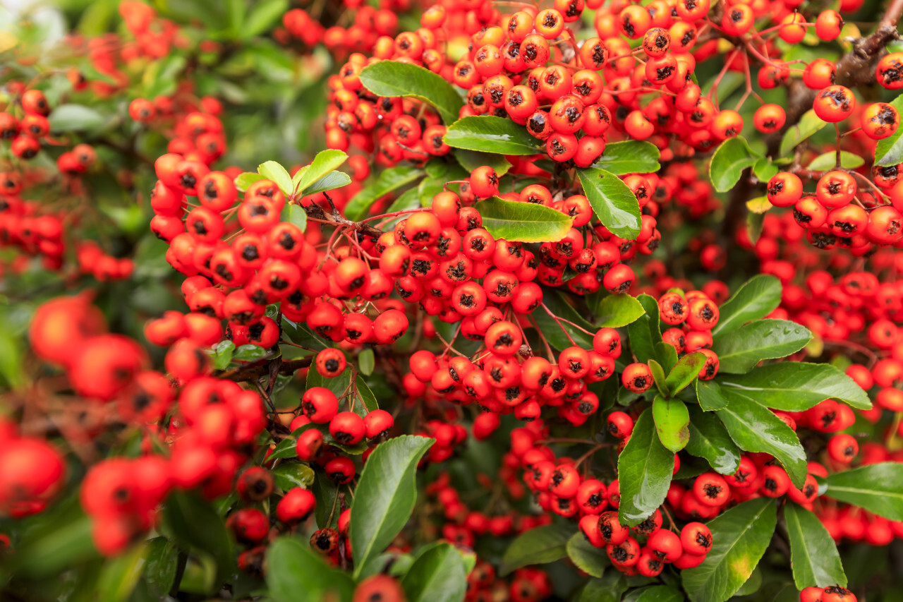 Close-up full frame view of ripe red mountain ash rowan berries on a shrub