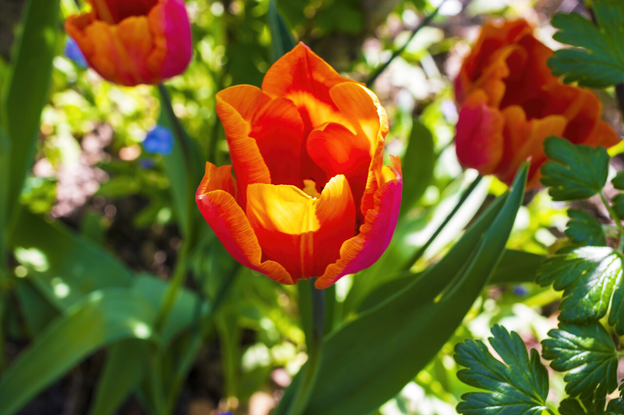 red tulips in spring