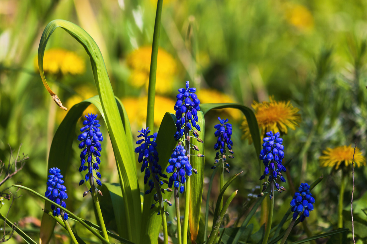 blue hyacinths flowers on a spring meadow