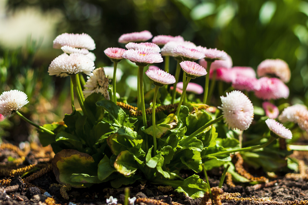 daisy english bellis perennis - pink flowers