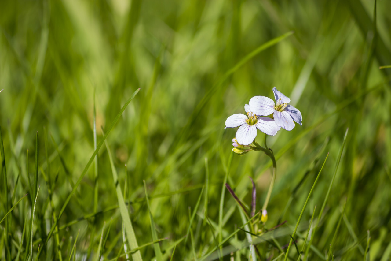 beautiful little cuckoo flower on a meadow