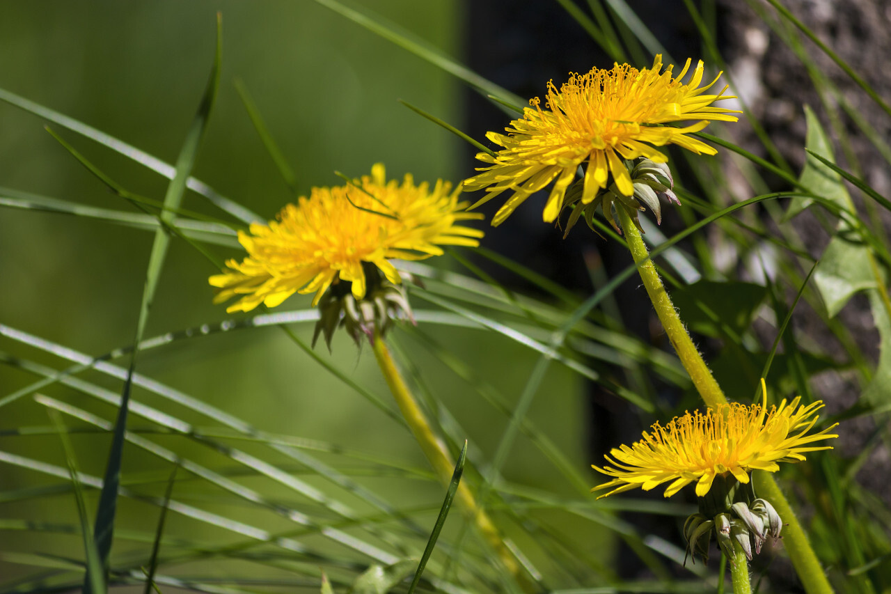 dandelion under a dried up fir