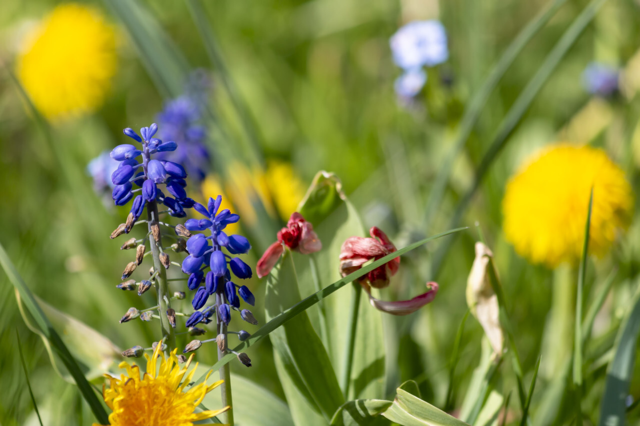 blue hyacinths flowers on a spring meadow