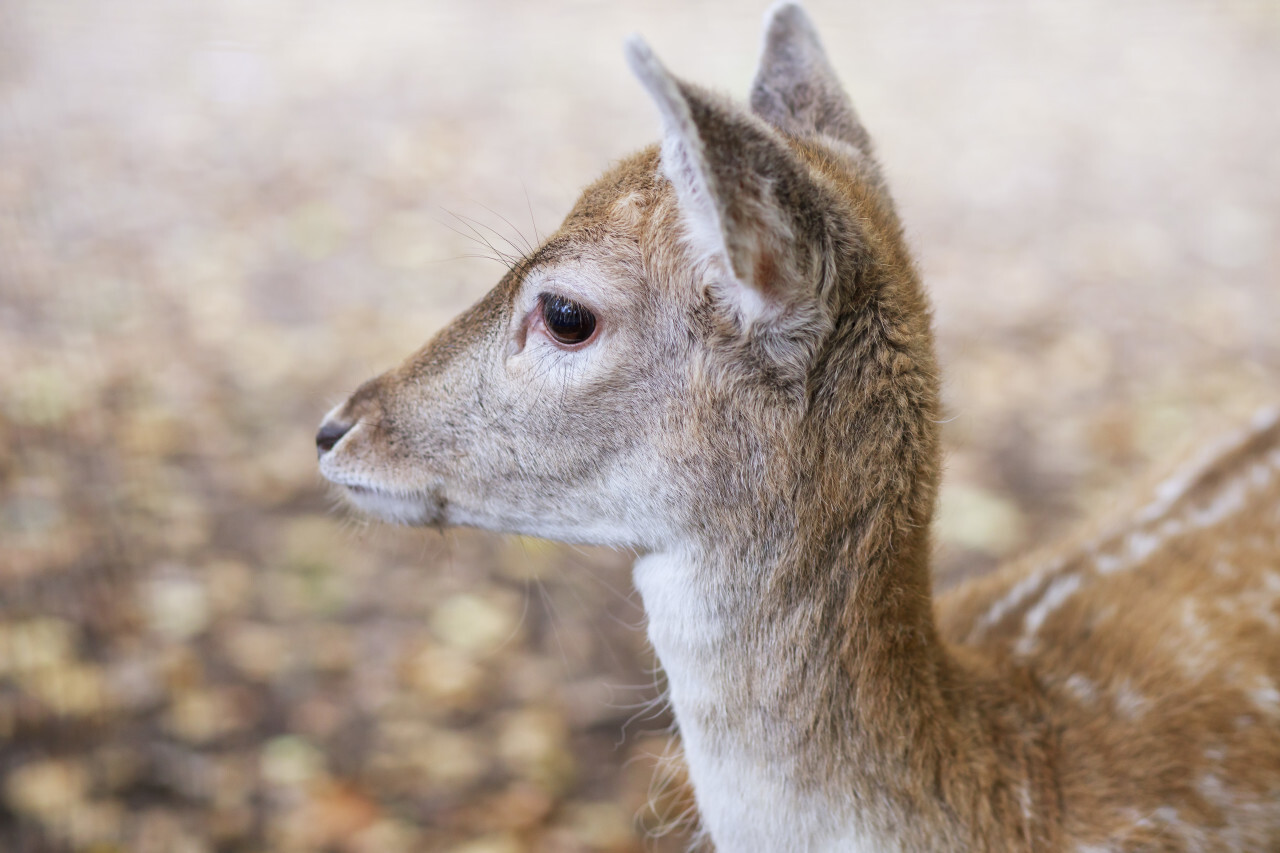 White-tailed Deer Fawn Portrait