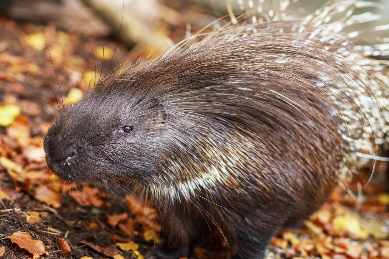 Portrait of an African Crested Porcupine, Hystrix cristata