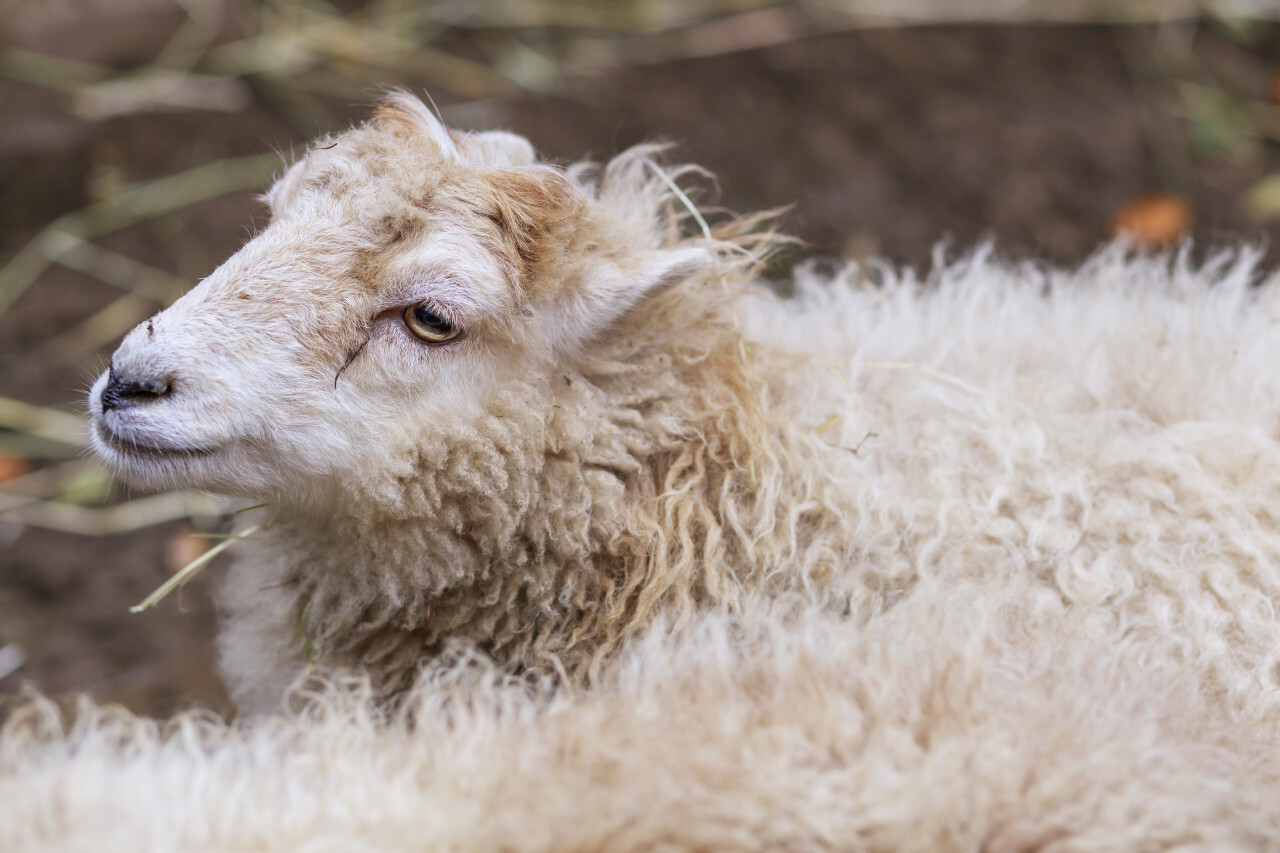 Cute White Sheep