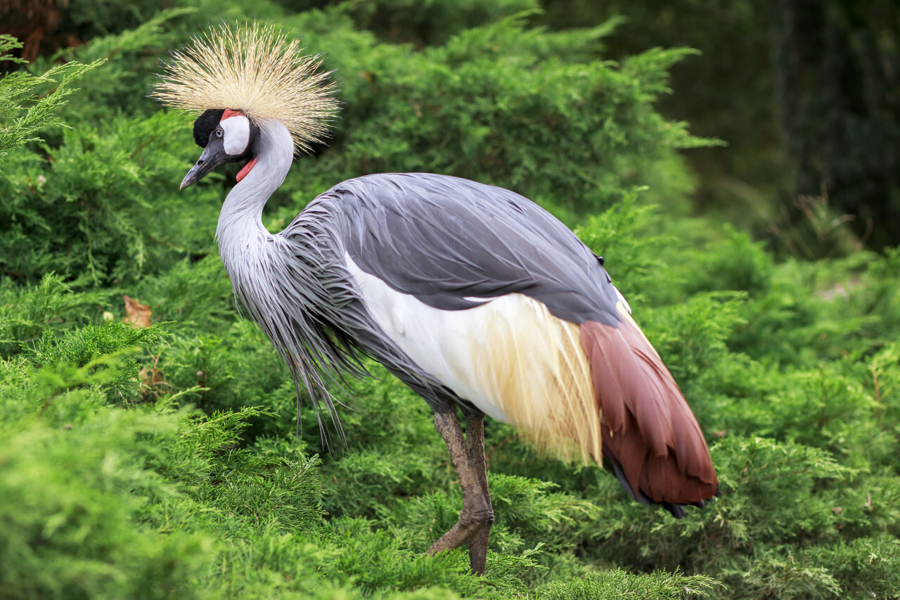 Black crowned crane is topped with its characteristic bristle-feathered golden crown