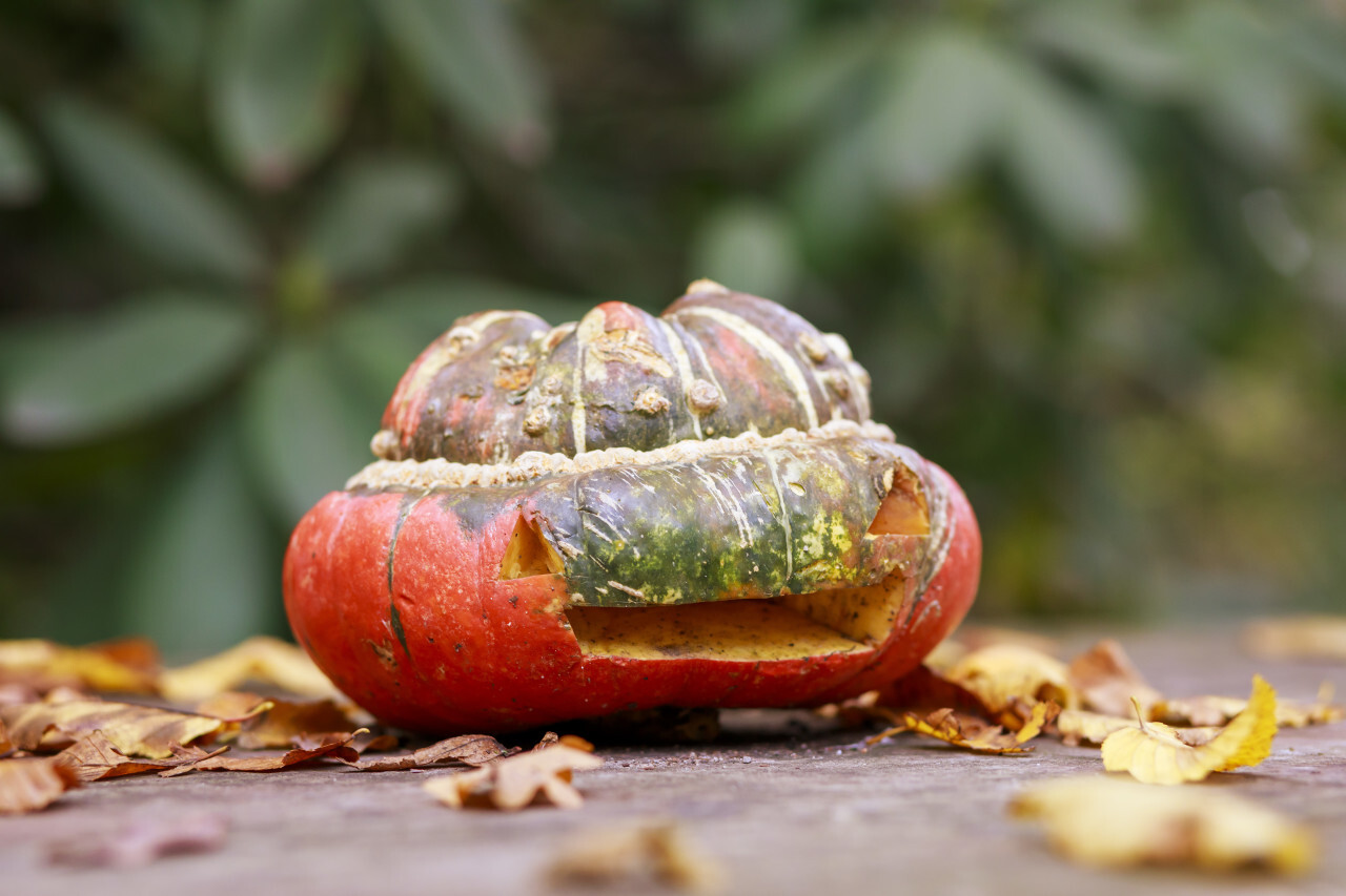 Halloween Pumpkin