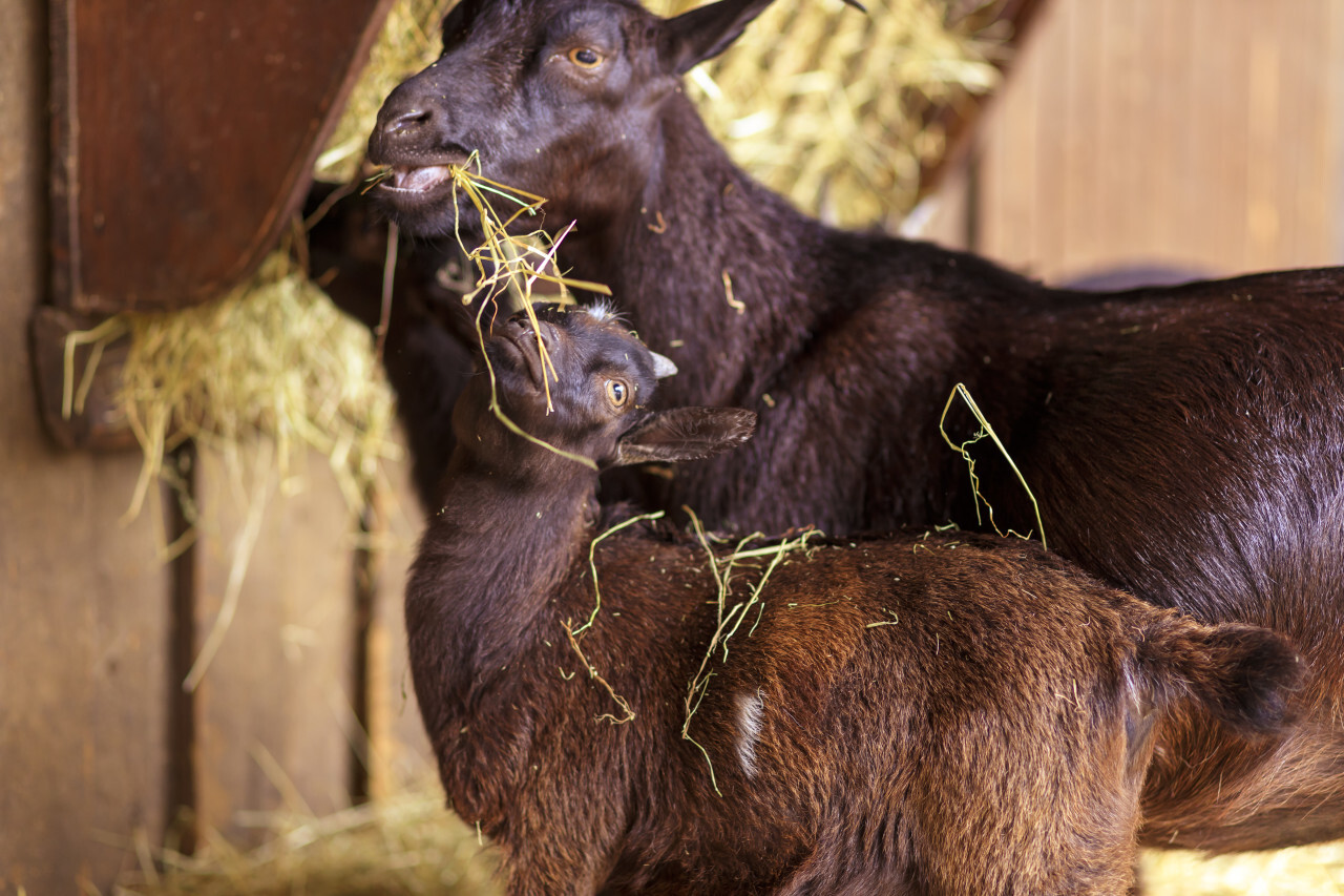 Mother goat with her child eat hay