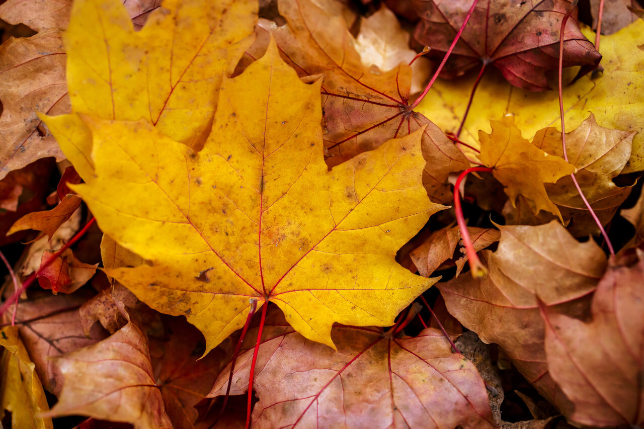 Fall leaves background