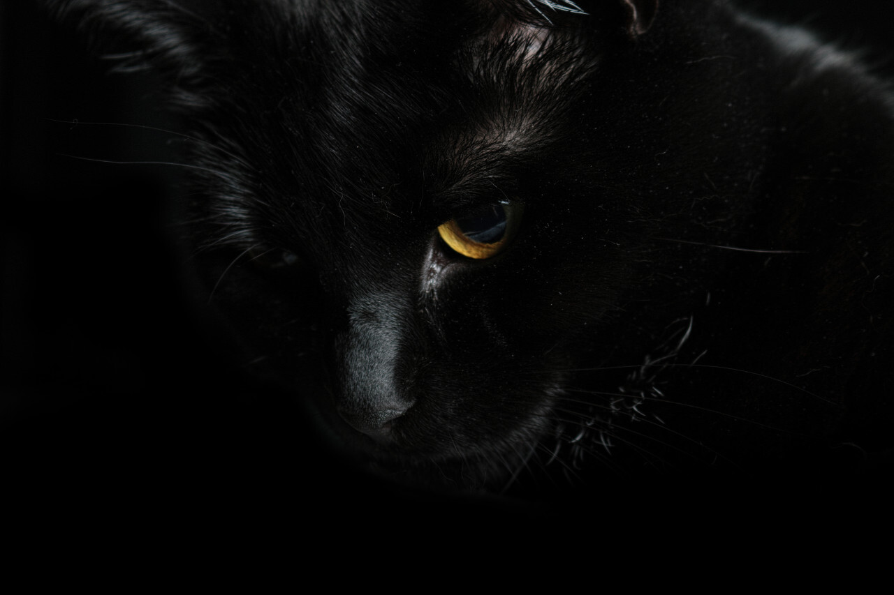 Black Cat Eyes