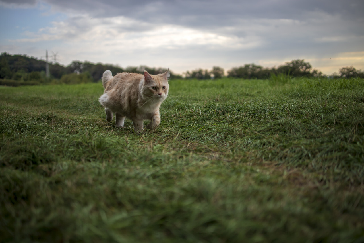 Maine Coon Cat walks outdoor over a meadow