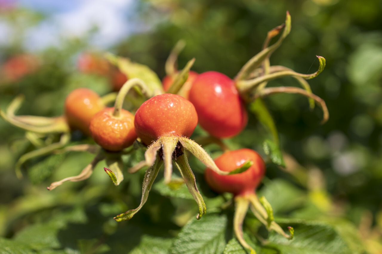 Rosehips on the branches