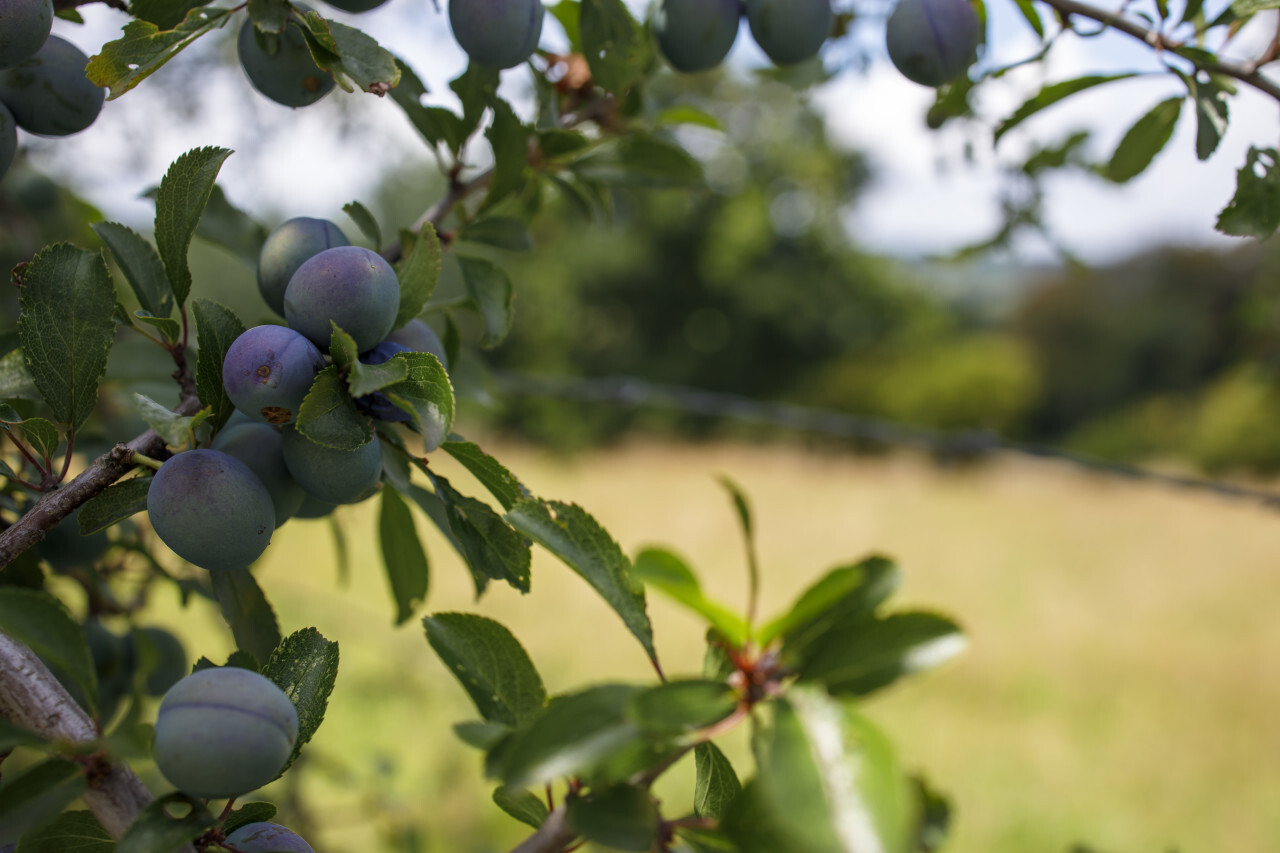 Closeup of branch with ripe plums in garden