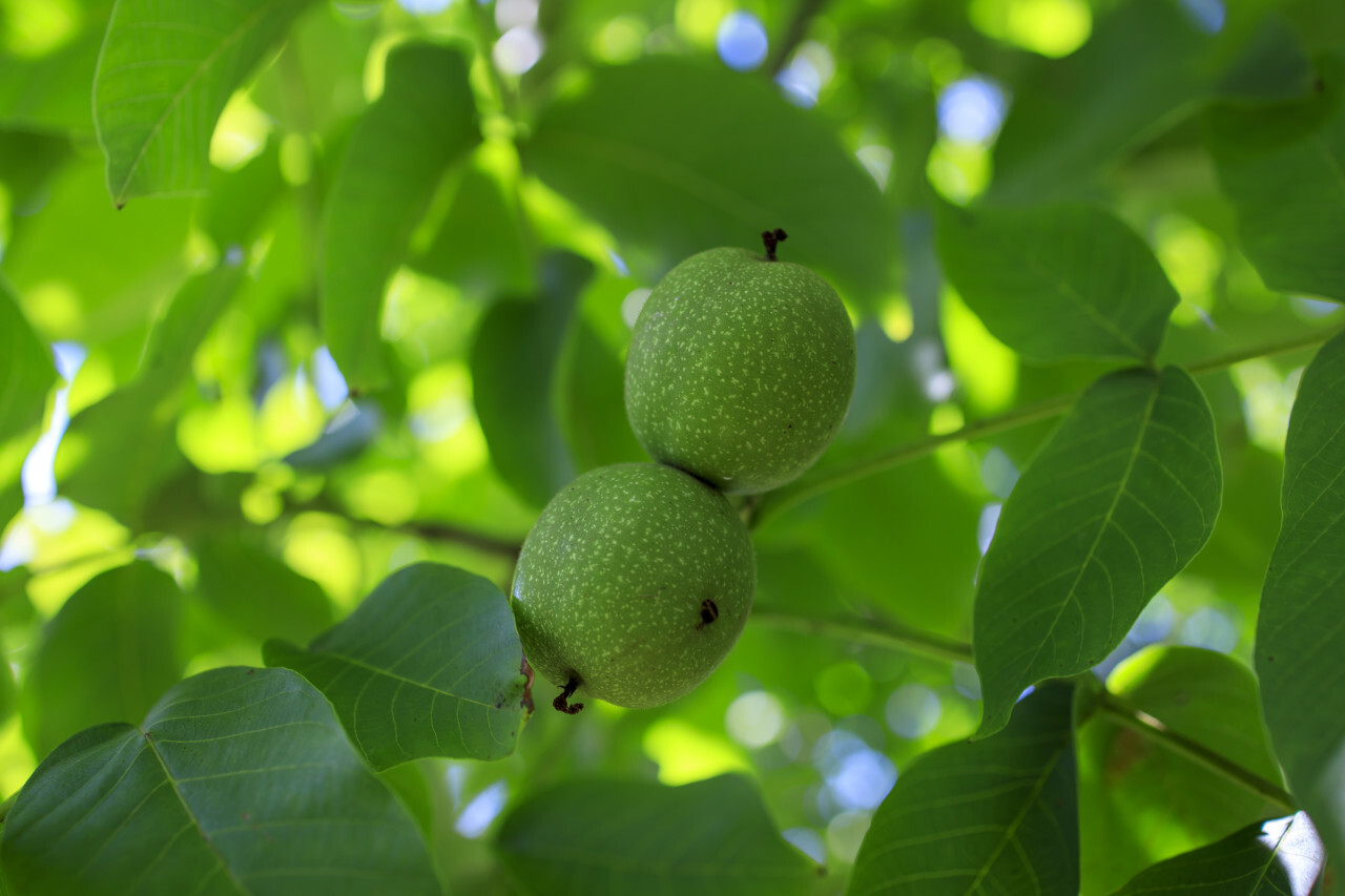 Unripe green apples on a branch