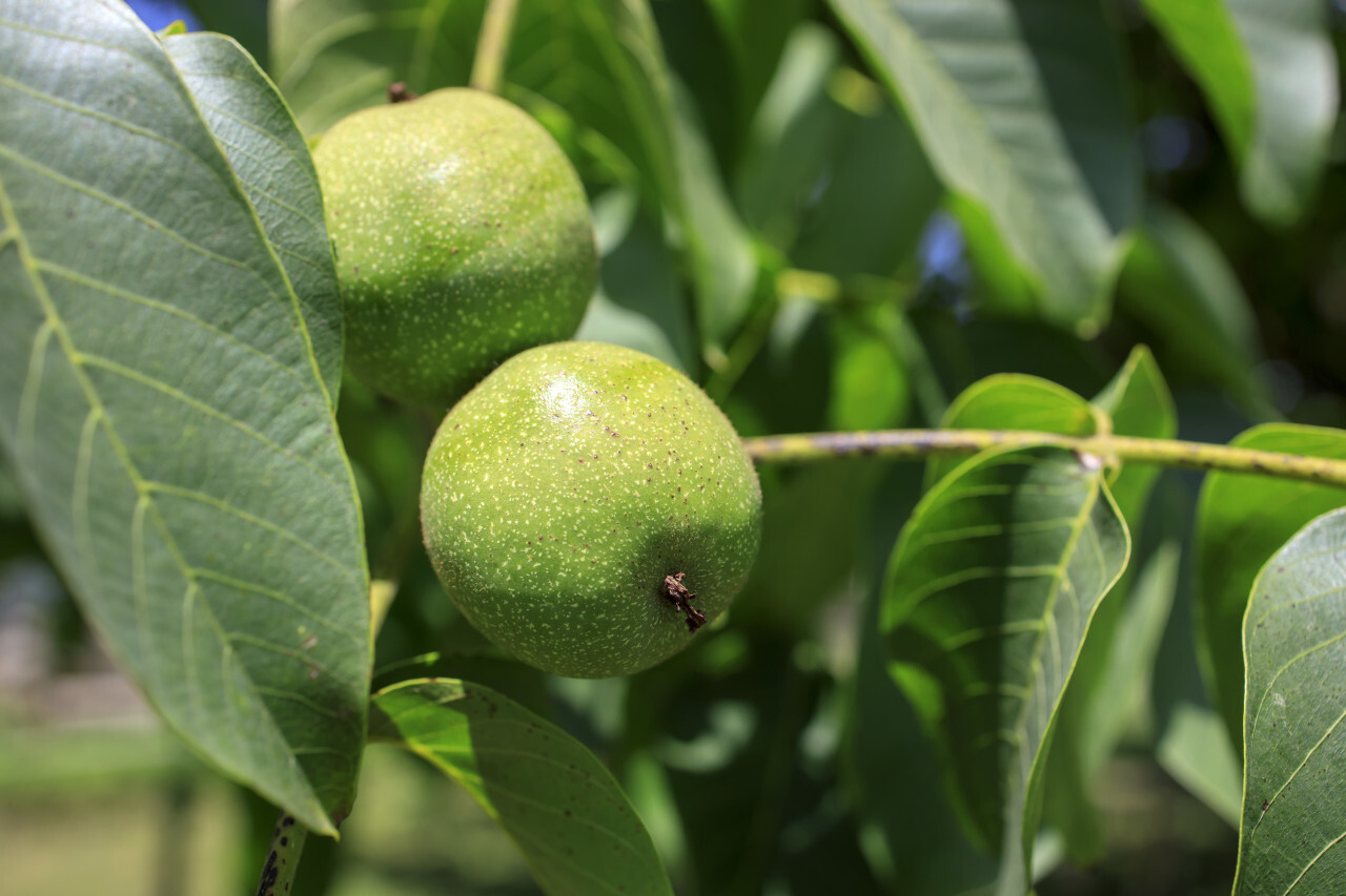 Unripe apples on a branch