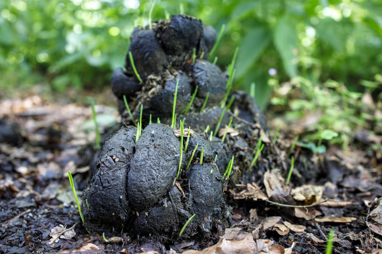 Close up of horse faeces on grass