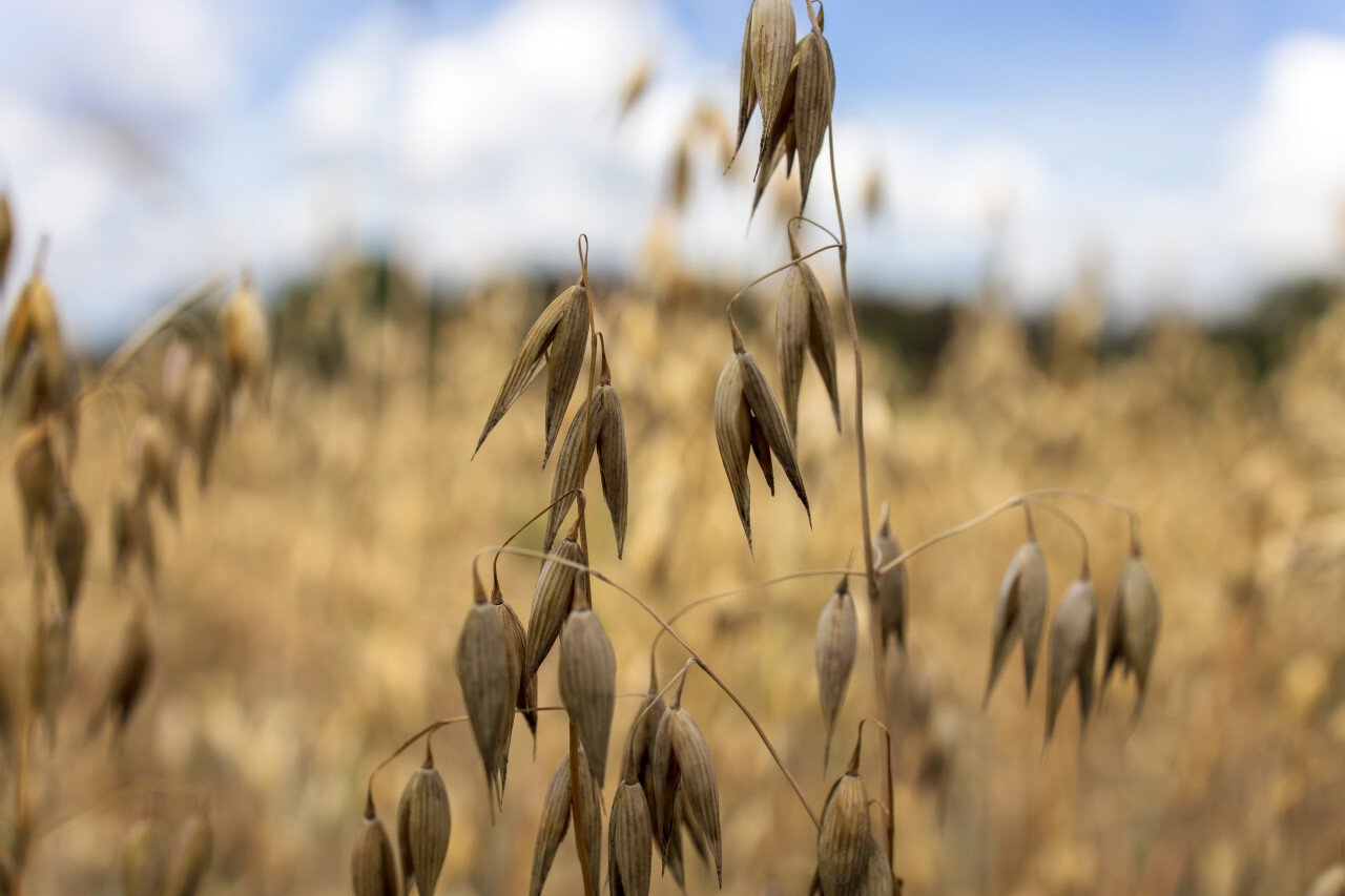 Oat field