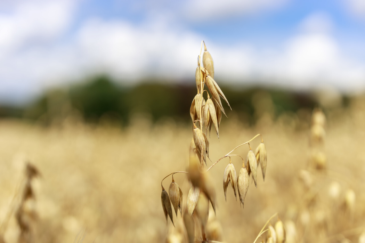 Oats on a field