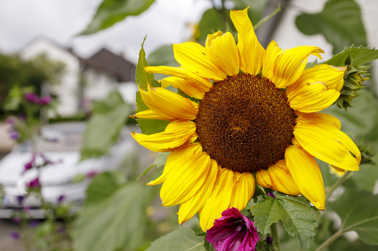 Close up of a sunflower in the city streets