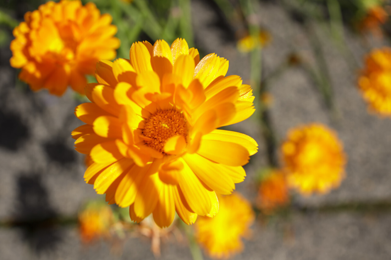 Orange calendula or marigold flower heads