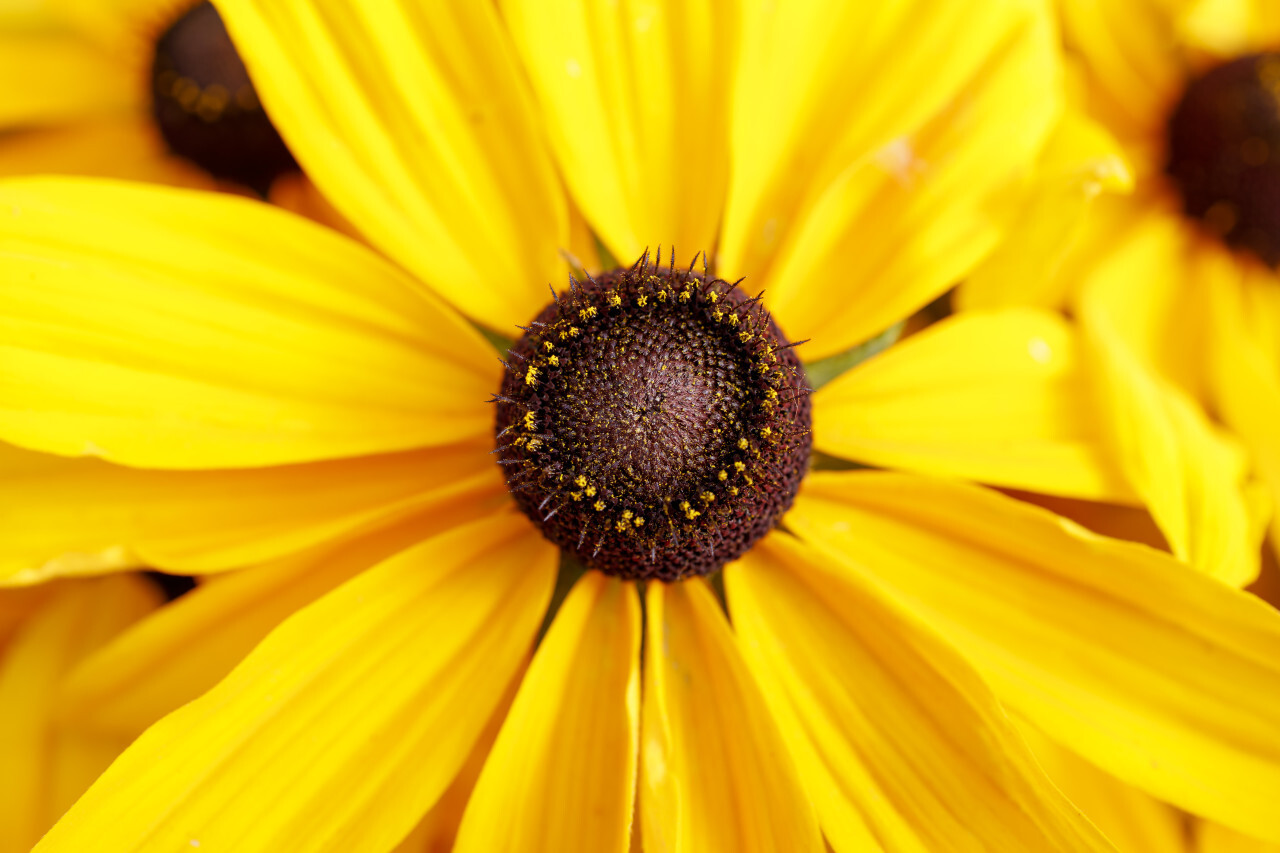 yellow flower rudbeckia fulgida close-up