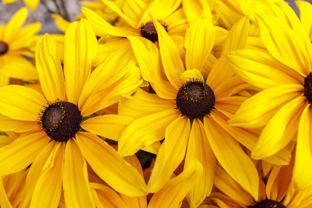 Beautiful yellow rudbeckia flowers closeup