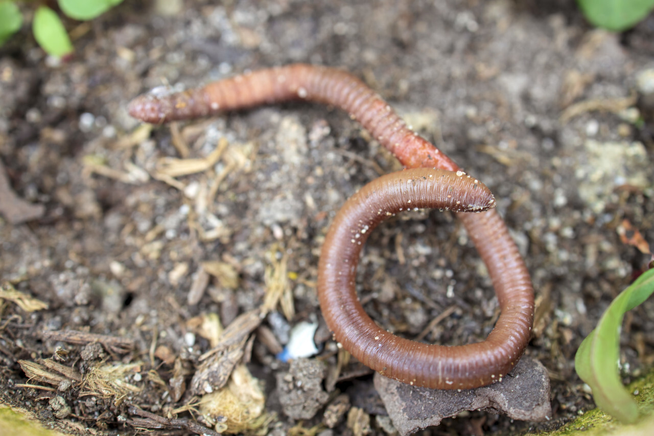 Earthworm in soil