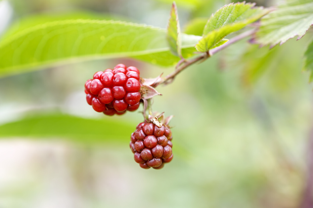 Unripe Blackberry Bunch