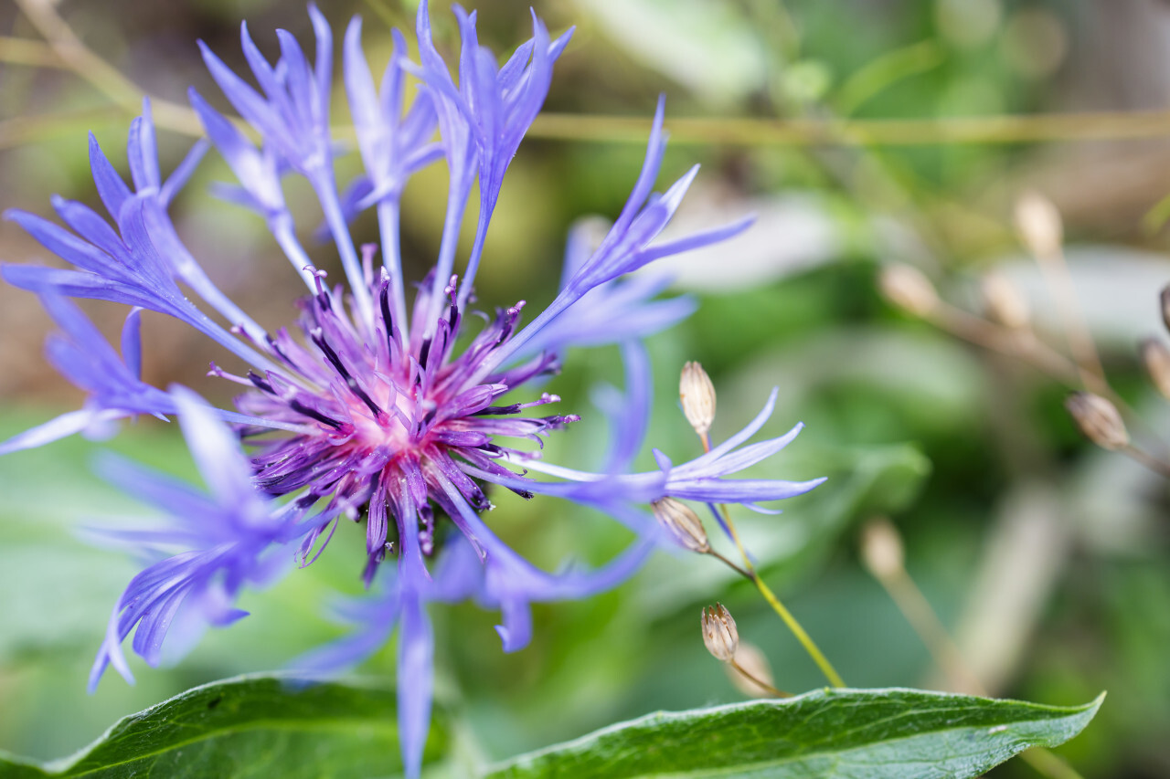 Cornflower