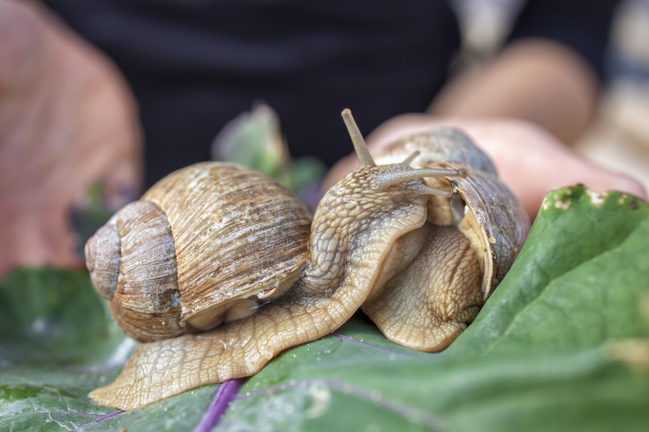 Helix pomatia (escargot de Bourgogne)