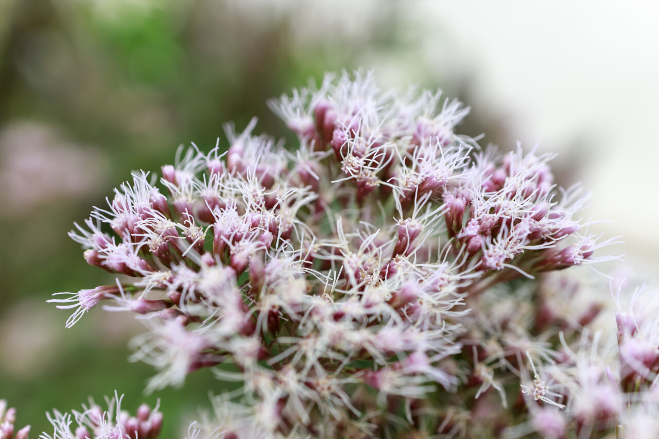 Curative flower Eupatorium cannabinum blooming