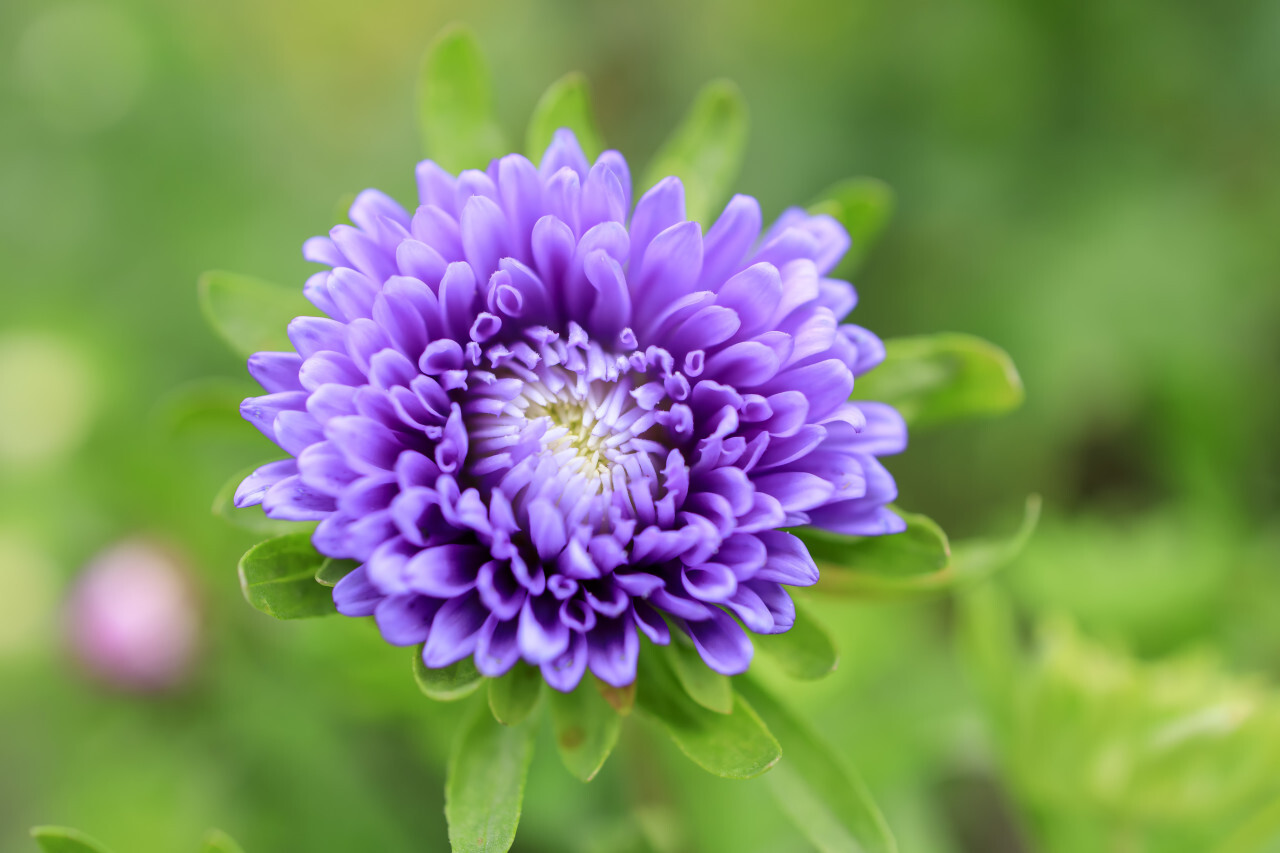 Dahlia Carolina Moon Purple Flower