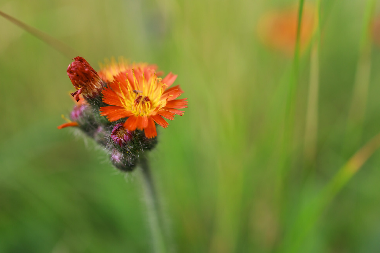 Beautiful Hawkweed Flower on green bokeh background