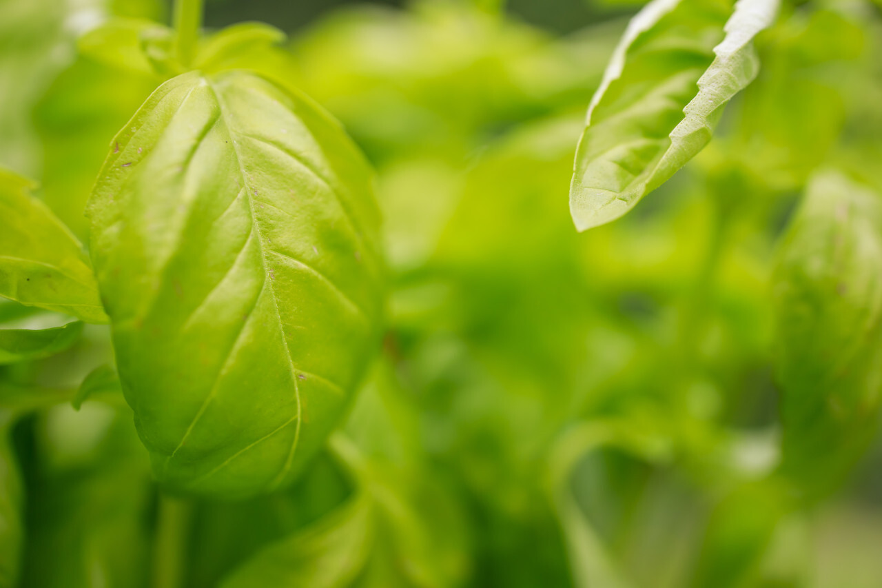 Fresh basil leaves