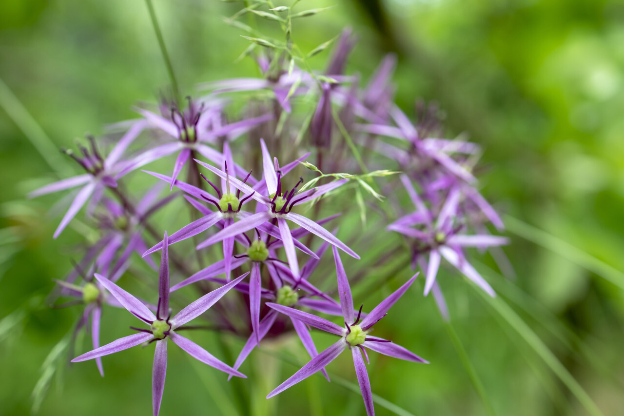 Purple allium flower grows in the garden macro close-up