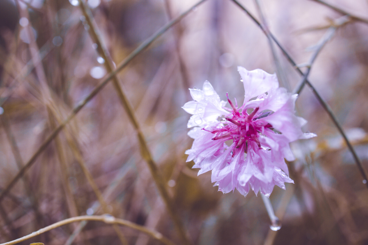 Wet pink Cornflower in Rain